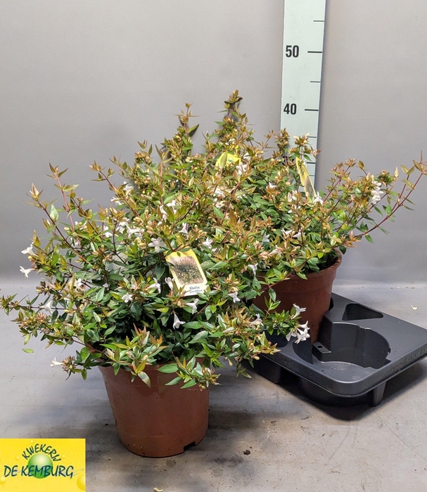 <h4>ABEL GRANDIFLORA</h4>