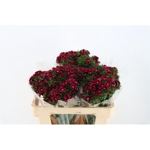 Di Barb Breanthus Jolly Purple Pink