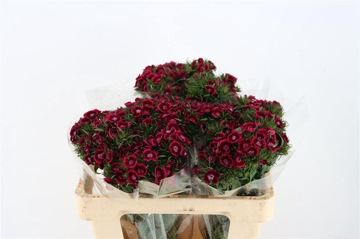 <h4>Di Barb Breanthus Jolly Purple Pink</h4>