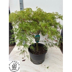 ACER PALM DISSECTUM