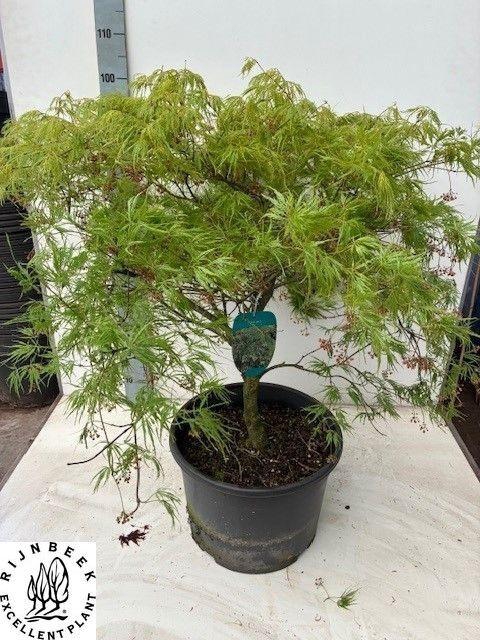 <h4>ACER PALM DISSECTUM</h4>