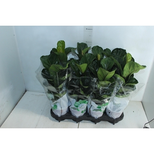 FICUS LYRATA BAMBINO P15 COMPACTO