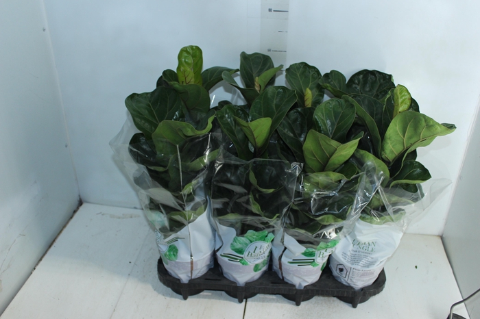 <h4>FICUS LYRATA BAMBINO P15 COMPACTO</h4>