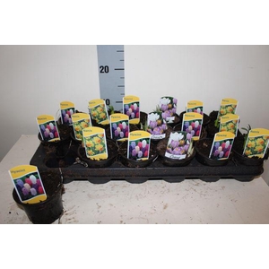 !! PROMO !! BULB MIX P9