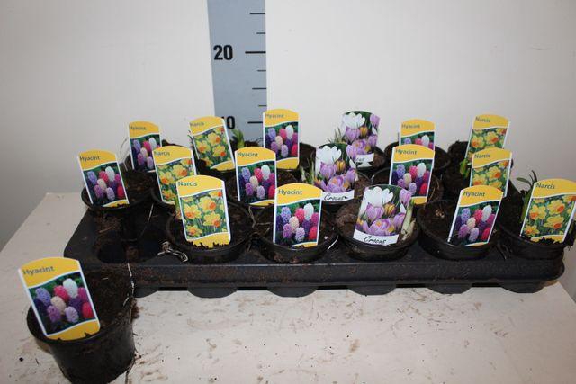 <h4>!! PROMO !! BULB MIX P9</h4>