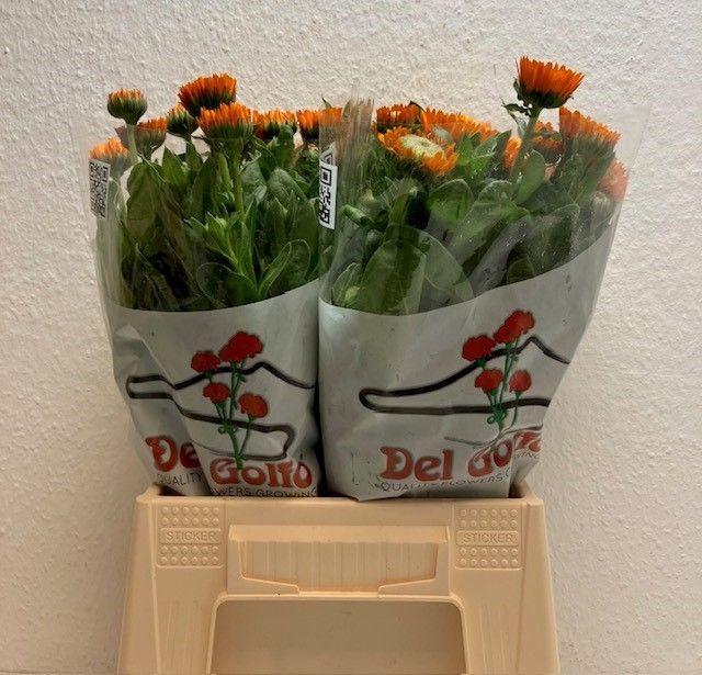 <h4>CALEND SONS ORANGE</h4>