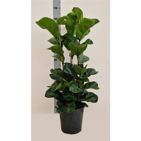 <h4>Ficus Lyrata Bambino</h4>