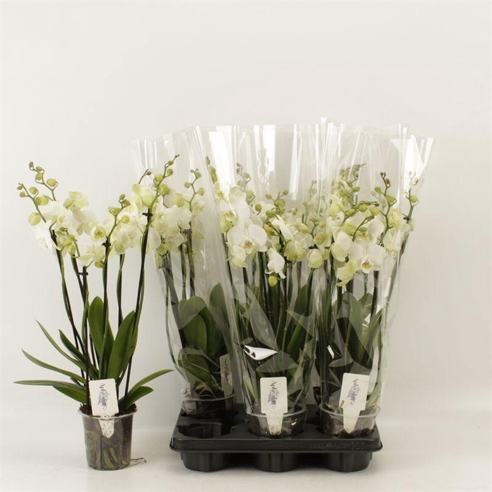 <h4>PHAL AN INVERNESS</h4>