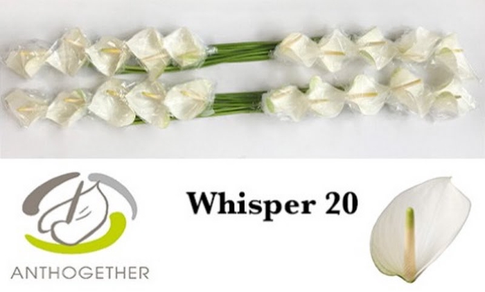 <h4>Anth A Whisper 9 cm X20 Oosterzon</h4>