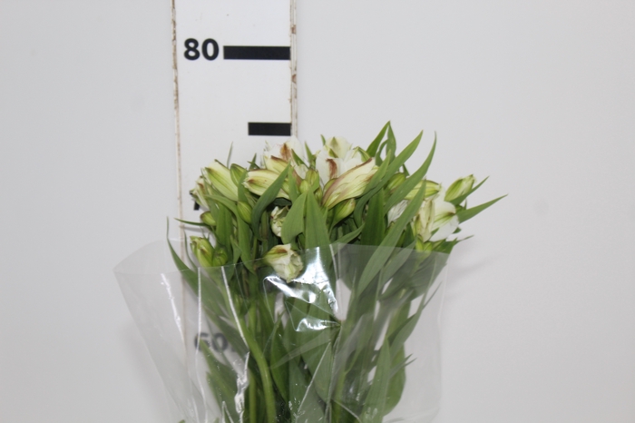 <h4>ALSTROEMERIA WHITNEY 080 CM</h4>