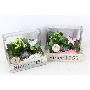 arr2 PL - Bollenkist 1958 - roze/wit