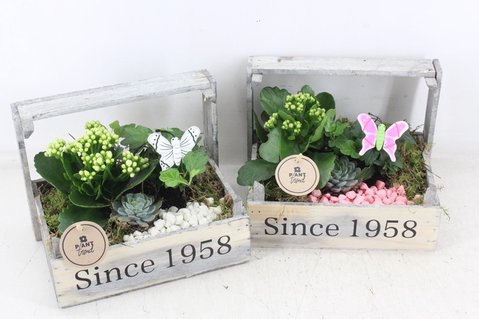 <h4>arr2 PL - Bollenkist 1958 - roze/wit</h4>