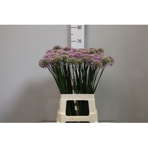 Allium Senescens