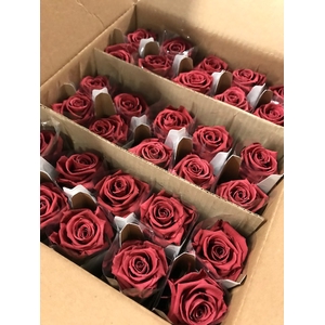 Roos op steel Standard 55cm Cranberry