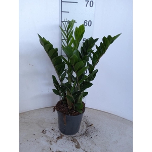 ZAMIO ZAMIIFOLIA
