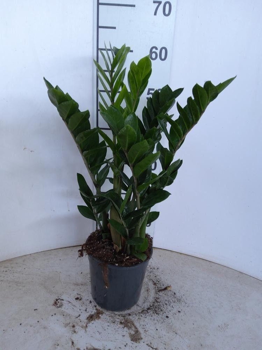 <h4>ZAMIO ZAMIIFOLIA</h4>