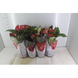 ANTHURIUM VARIADO P15