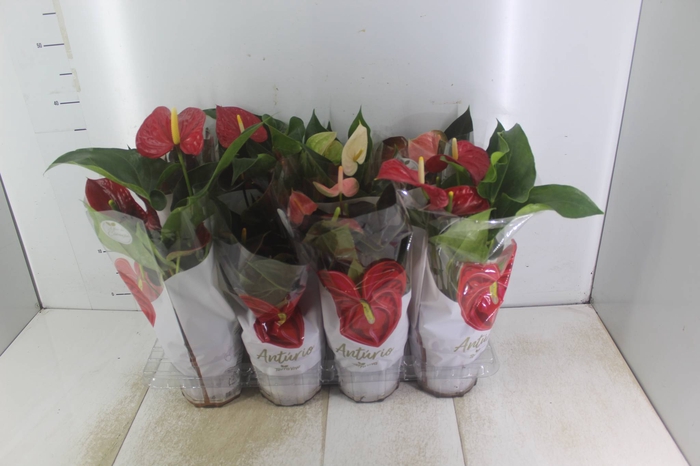 <h4>ANTHURIUM VARIADO P15</h4>