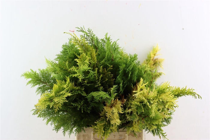 <h4>Chamaecyparis Plumosa</h4>