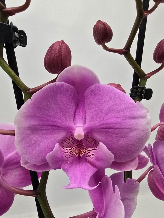 <h4>Limited 13 week 17</h4>