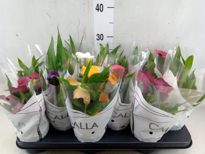 <h4>Zantedeschia   ...mix</h4>