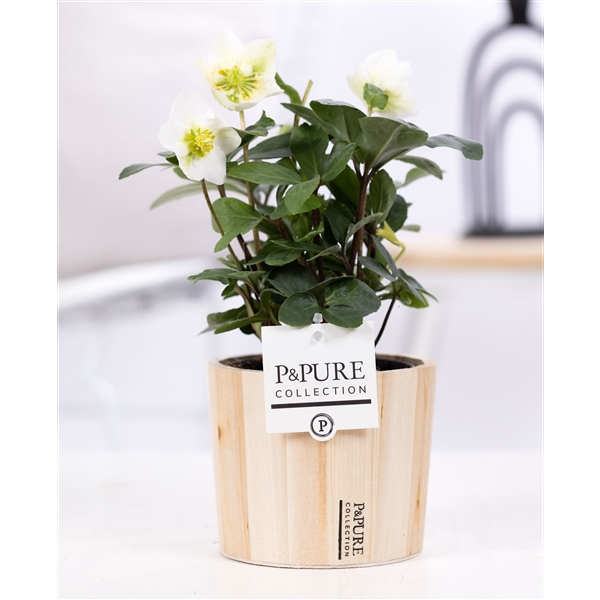 <h4>Helleborus n. Christmas Carol in Pure wood 5</h4>