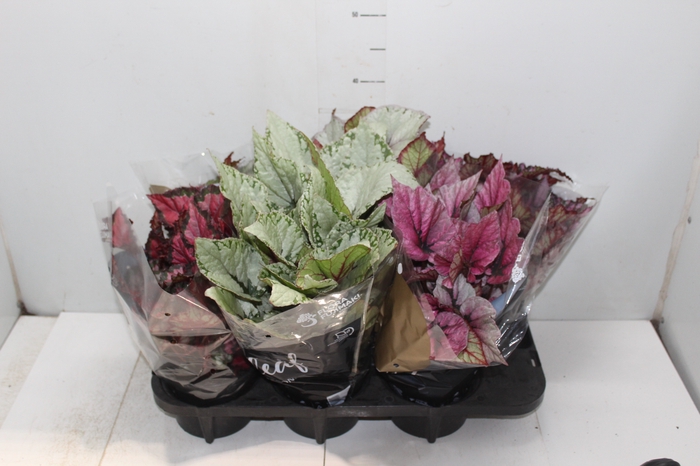 <h4>BEGONIA BELEAF P15 PO</h4>