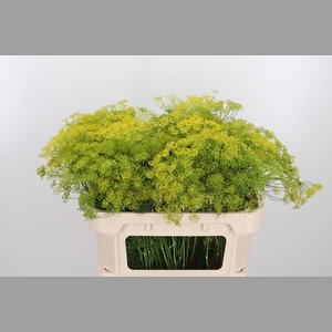 Anethum Graveolens