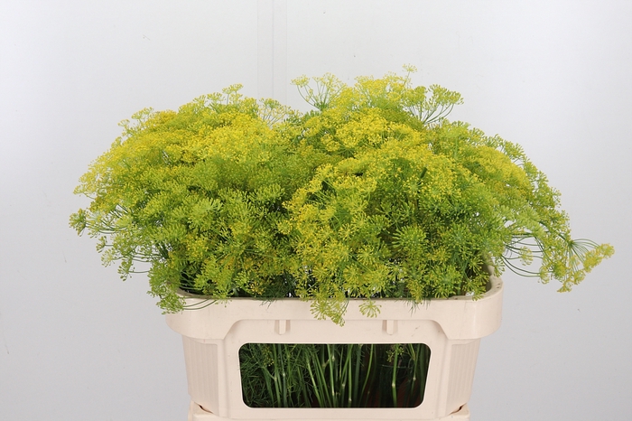 <h4>Anethum Graveolens</h4>