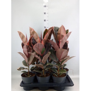Ficus elastica 'Belize'