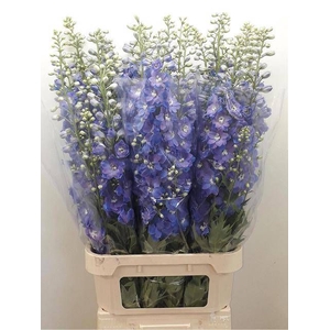 DELPH DU GUARD BLUE