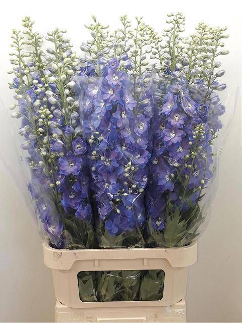 <h4>DELPH DU GUARD BLUE</h4>
