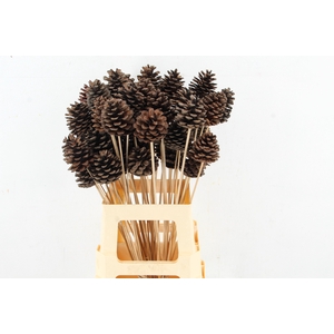 Stick Pine Cone Natural