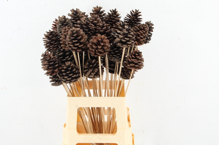 <h4>Stick Pine Cone Natural</h4>