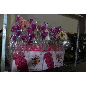 PHALAENOPSIS CASCATA ESPECIAL P15 MIN 11 FLS