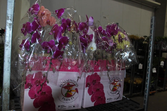 <h4>PHALAENOPSIS CASCATA ESPECIAL P15 MIN 11 FLS</h4>
