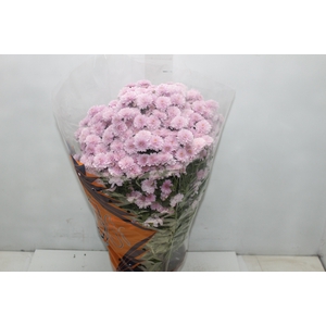 CRISANTEMO BOLA BELGA JASODA P20 ROSA