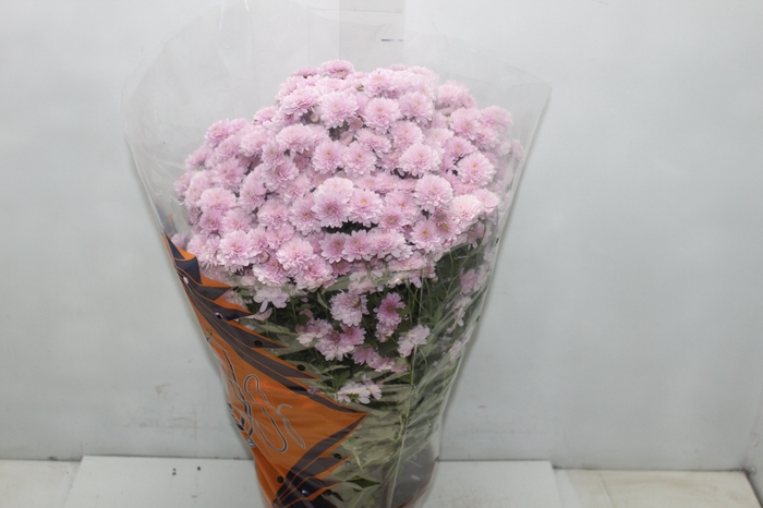 CRISANTEMO BOLA BELGA JASODA P20 ROSA