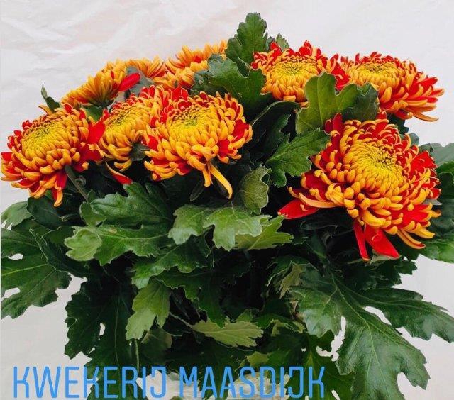 <h4>Chrys bl tom pearce</h4>