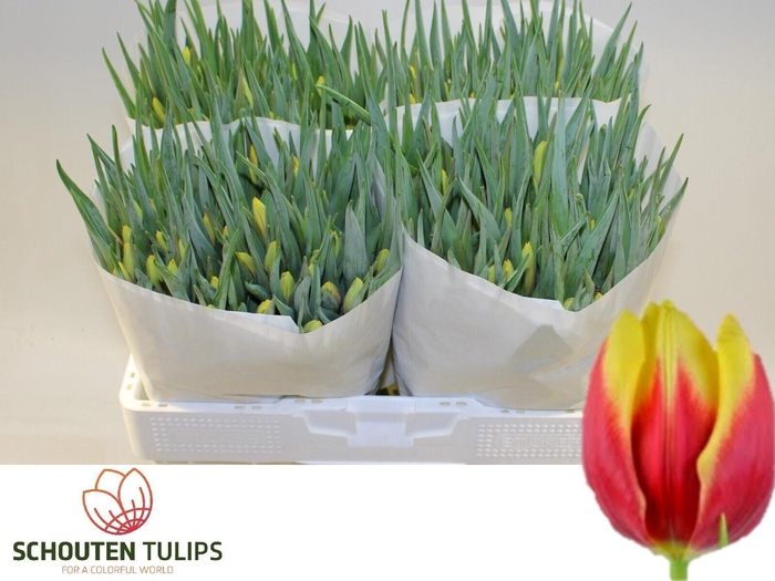 <h4>TU EN JAN SEIGNETTE</h4>