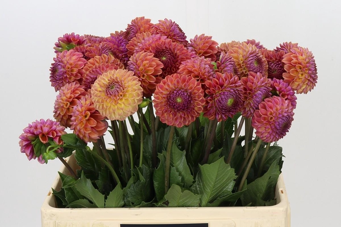 Dahlia Caitlin's Joy