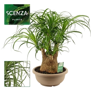 Beaucarnea vertakt 25 cm (Scenza)