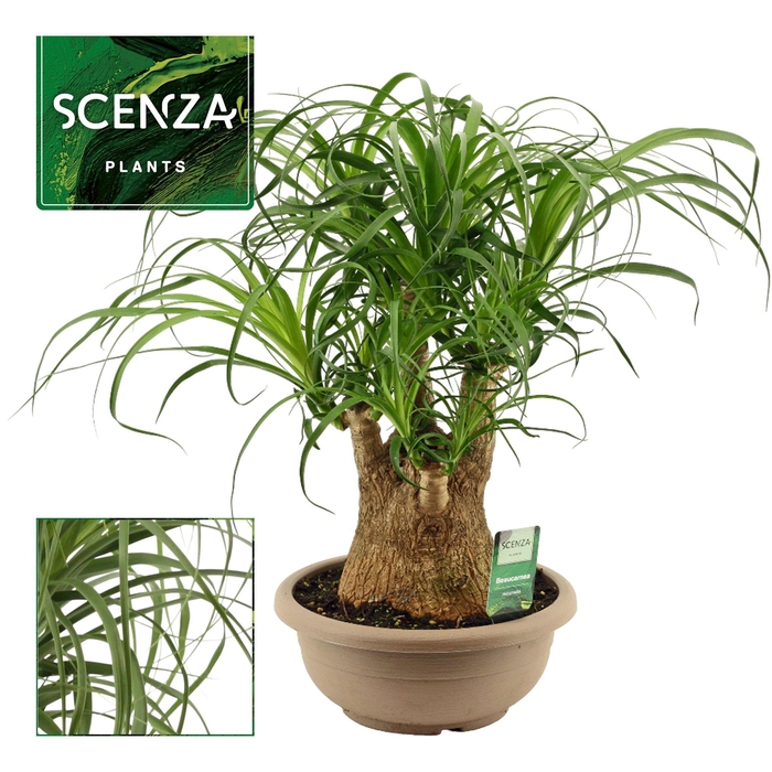 <h4>Beaucarnea vertakt 25 cm (Scenza)</h4>