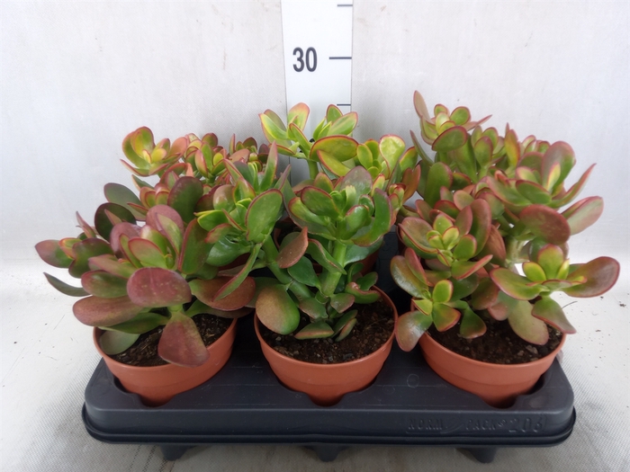 <h4>Crassula ovata 'Sunset'</h4>