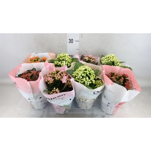 Kalanchoe blos.   ..rosebud mix GR