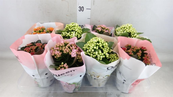 <h4>Kalanchoe blos. ..rosebud mix GR</h4>