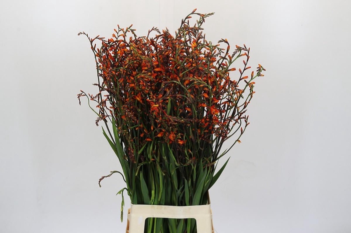 <h4>Crocosmia Emily Mckenzie</h4>