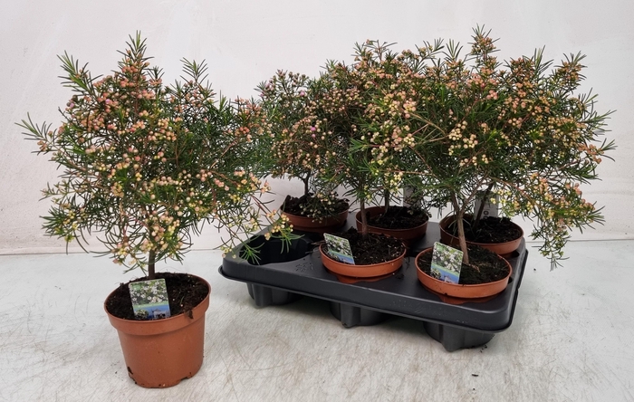 <h4>CHAMEL U OV</h4>