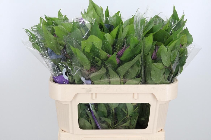 <h4>Clem Amazing London</h4>