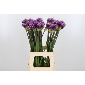Allium Early Emperor